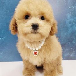 Toy Poodle Puppies Available in New York and New Jersey in Brooklyn, ny