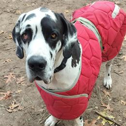 Great Dane puppies available for new homes January 2026 in South Bend, in