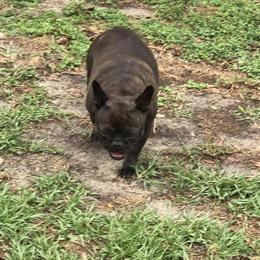 French Bulldog Female for Adoption in Morriston, fl