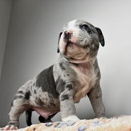 American Bully Puppies – 6 Weeks Old – Ready for New Homes in Chattanooga, tn