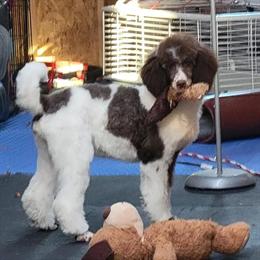 Moyen Poodle Puppy Rusty - Playful and Ready for a New Home! in Poplar Grove, il