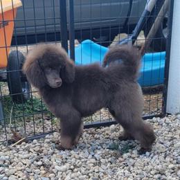 Handsome Moyen Poodle Puppy Ready for Adoption in Poplar Grove, il