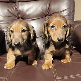 Miniature Dachshund Puppies Available in Salem, il