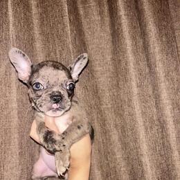 French Bulldog Puppies Looking for Loving Homes in San Antonio, tx