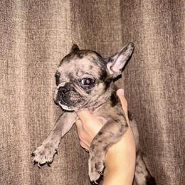 French Bulldog Puppies Seeking Loving Homes in San Antonio, tx