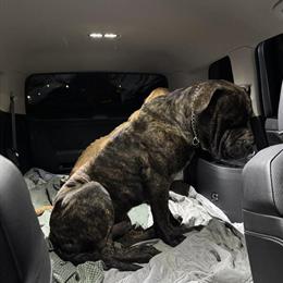 Cane Corso Female - 2 Months - Ready for a New Home! in Jonesboro, ga