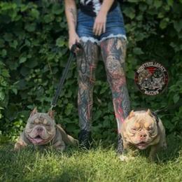 Lilac Tri French Bulldog Stud for Sale in Minneapolis, mn