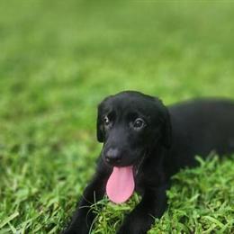 AKC Labrador Retriever Puppies Available in Jacksonville, fl
