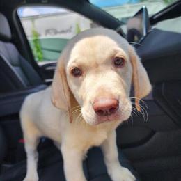 AKC Labrador Retriever Puppies Ready for New Home in Jacksonville, fl