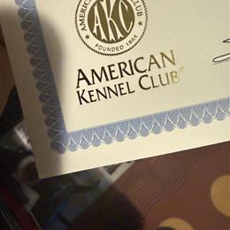 Labrador Female Needs Loving Home in Birmingham, al