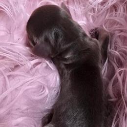 Miniature Dachshund Male for Adoption in Lynchburg, va