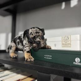 Micro Bully Tri Merle Female Available in Philadelphia, pa