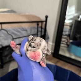 Merle American Bully Puppies Available in Philadelphia, pa