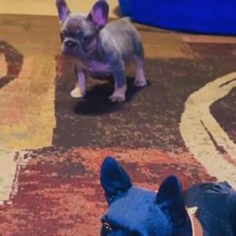 French Bulldog Puppy - 8 Weeks Old, Lilac and Tan in Richmond, va