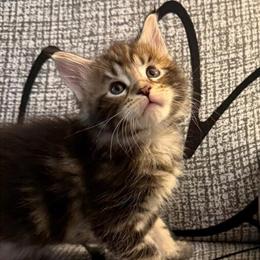 Maine Coon Kittens Ready for Adoption in July in Palm Coast, fl