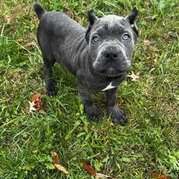 Cane Corso Puppy Available in Massillon, oh