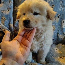 Chow Puppy for Sale in Columbus, oh