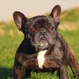 French Bulldog named Georgia needs a loving home in Romeo, mi
