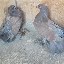 Indian Fantail Racing Pigeon for Sale in Woodbridge, va