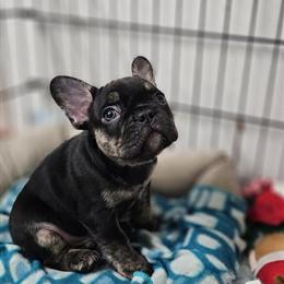 French Bulldog Puppy - 7 Weeks Old, Ready for New Home in Chesaning, mi