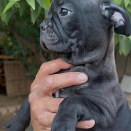 French Bulldog Puppies Available in Peoria, az