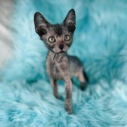 Lykoi Kittens Available in Corona, ca