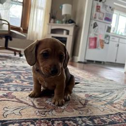 Female Dachshund Mix Puppy Ready for Forever Home in Troy, mi