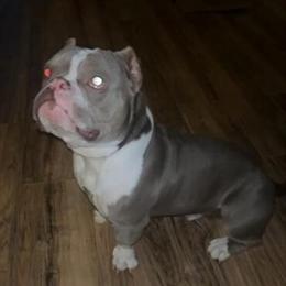 Micro Bully Available for Stud in Salisbury, nc