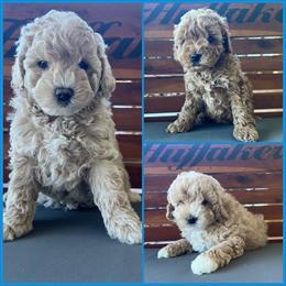 Mini Goldendoodle Males Ready in Monticello, KY in Monticello, ky