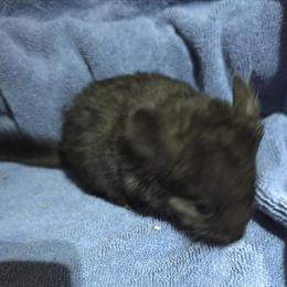 Chinchillas Available for New Homes - Multiple Colors and Ages in Ankeny, ia