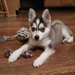 Zuke - 2 Month Old Puppy Available in Minnesota in Saint Cloud, mn