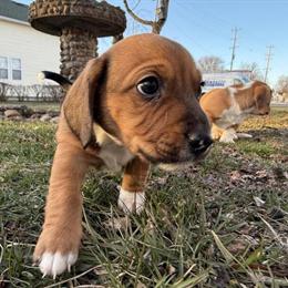 Dachshund Mix Puppy Available for Adoption in Troy, mi