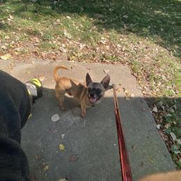 Chihuahua Stud - 2 Years Old in Sterling Heights, mi