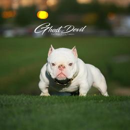 Gdevil Stud Services Available in San Antonio, tx