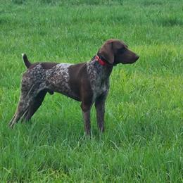 German Shorthaired Pointer Stud Service Available in Wauchula, fl