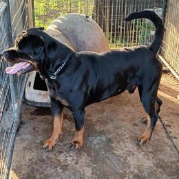 Stud Rottweiler Available for Breeding in Houston, tx