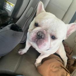 Male French Bulldog Available in Memphis, tn