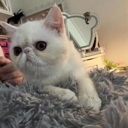 Exotic Female Baby Looking for a New Home in Pompano Beach, fl