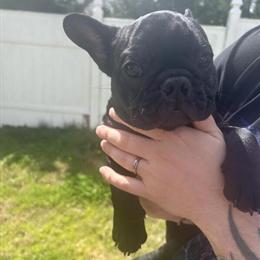 Female French Bulldog Available for Re-homing in High Point, nc