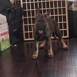 Working Line Puppies - Pure Line AKC with Shots in Springfield, ma