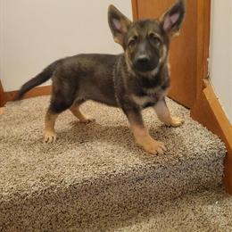 German Shepherd Puppies Ready for a New Home in Springfield, ma