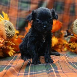 Froodles - Fluffy French Bulldog and Toy Poodle Mix in Ocala, fl