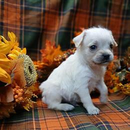 Froodles - French Bulldog and Toy Poodle Mix in Ocala, fl