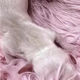 Miniature Dachshund Male for Sale in Lynchburg, va