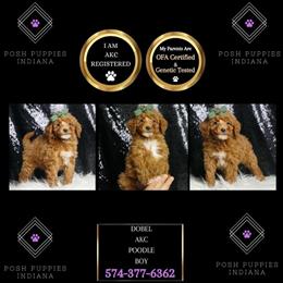 Poodle Puppies Ready for Loving Homes in Chicago, il