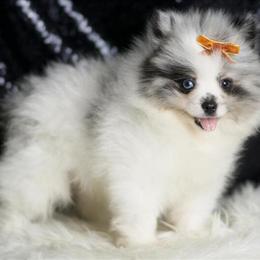 Pomeranian Puppies Available: Fluffy, Adorable Companions in Chicago, il