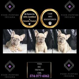 Meet Our AKC French Bulldog Puppies - Wrinkly and Adorable in Chicago, il