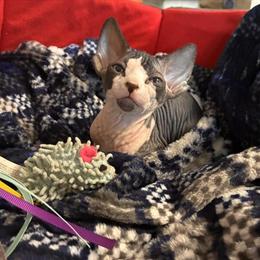Sphynx Kitten Ready for New Home in Chino Hills, ca