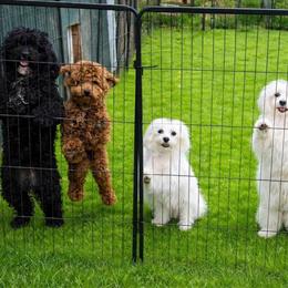 Maltese Sisters and Poodles for Adoption in Gallipolis, oh