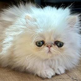 Persian Kittens Ready for New Homes in Los Angeles, ca